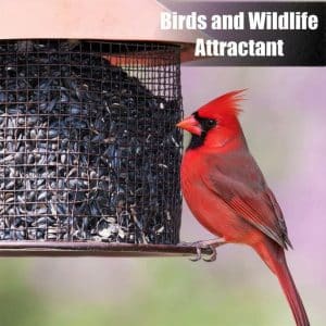 Black Oil Sunflower Seeds for Birds 50 Lb
