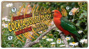 A Bird That Sounds Like a Rooster