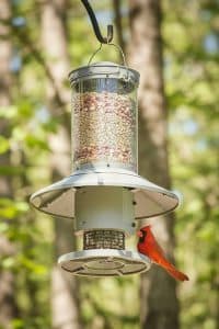 Pigeon Proof Bird Feeder