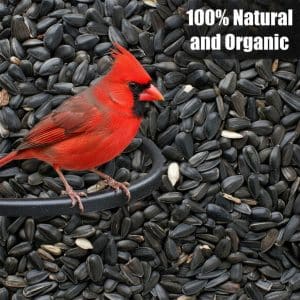 Black Oil Sunflower Seeds for Birds 50 Lb