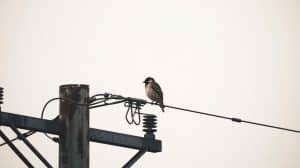 A Bird Perches on a High Power Line