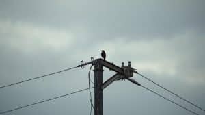 A Bird Perches on a High Power Line