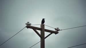 A Bird Perches on a High Power Line