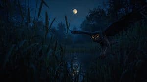 A Bird That Makes Noise at Night