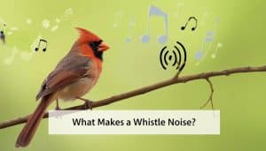 What Bird Makes a Whistle Noise