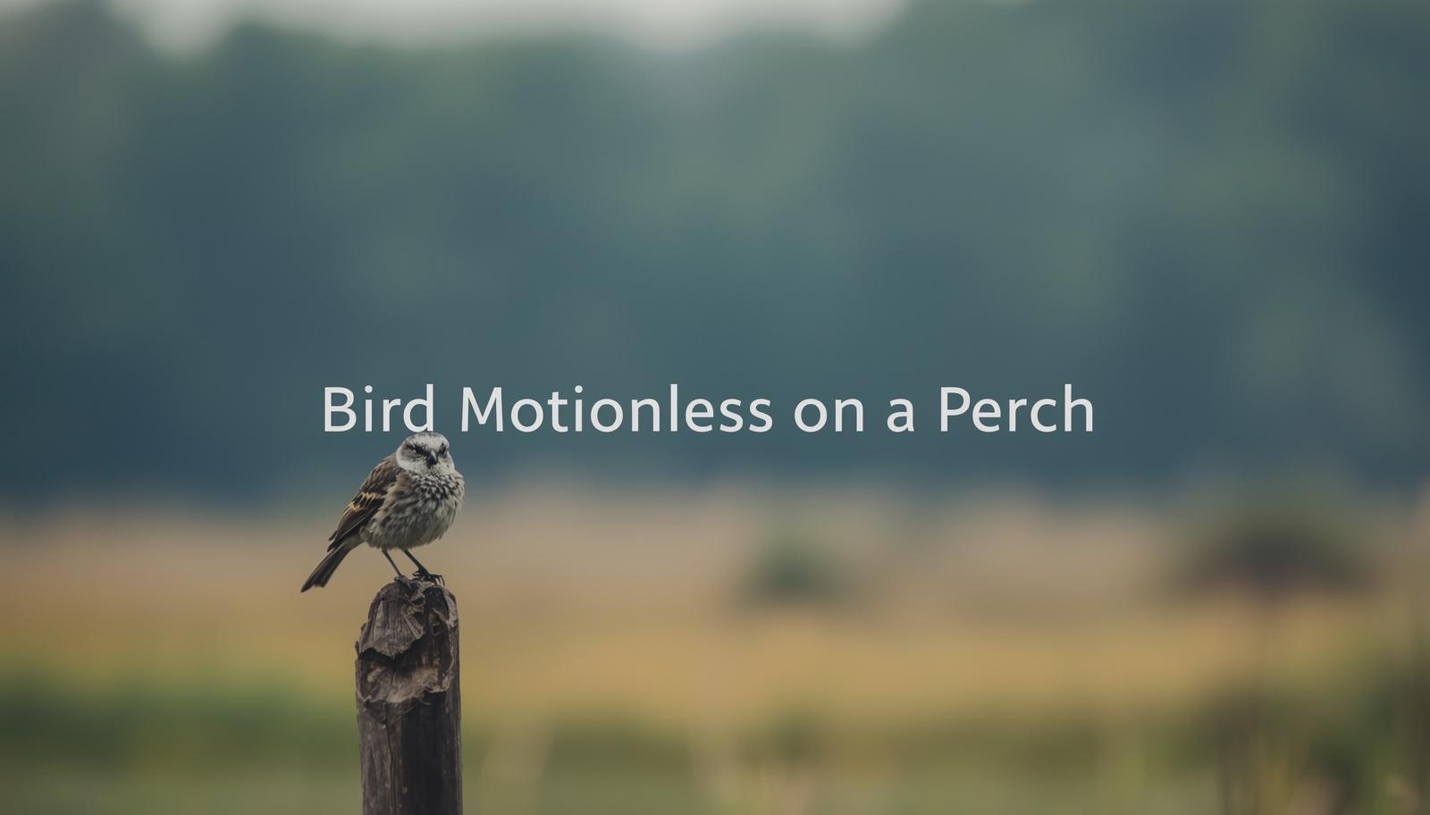 A Bird Sitting Motionless on a Perch