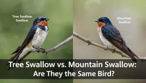 Is a Tree Swallow And Mountain Swallow the Same Bird?