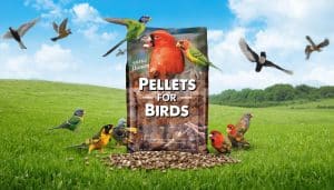 Pellets for Birds