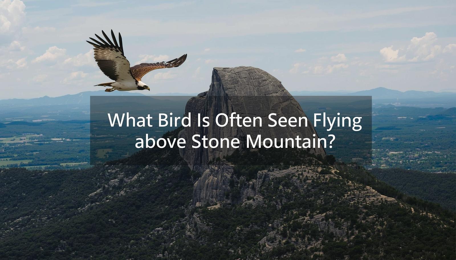 What Bird is Often Seen Flying above Stone Mountain