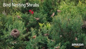 Bird Nesting Shrubs