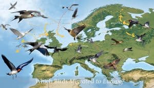 Which Birds Migrate to Europe