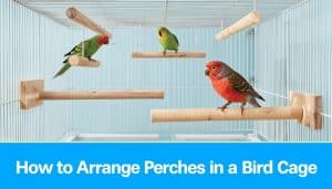 How to Arrange Perches in a Bird Cage
