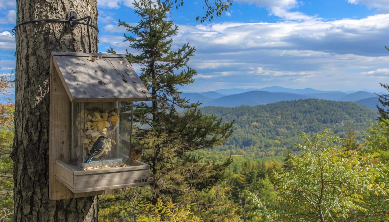 Can I Have Bird Feeders in the North Georgia Mountains?