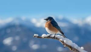What Type of Bird is the Mountain Blue Bird