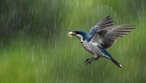 Bird Migration And Rainfall