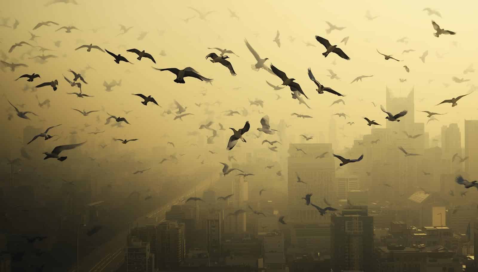 How Noise Pollution Affects Bird Migration