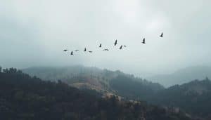How Do Birds Navigate in Cloudy Weather