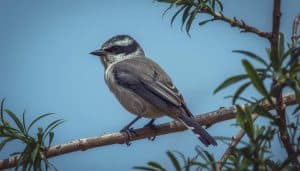 What is the Name of a Perching Bird