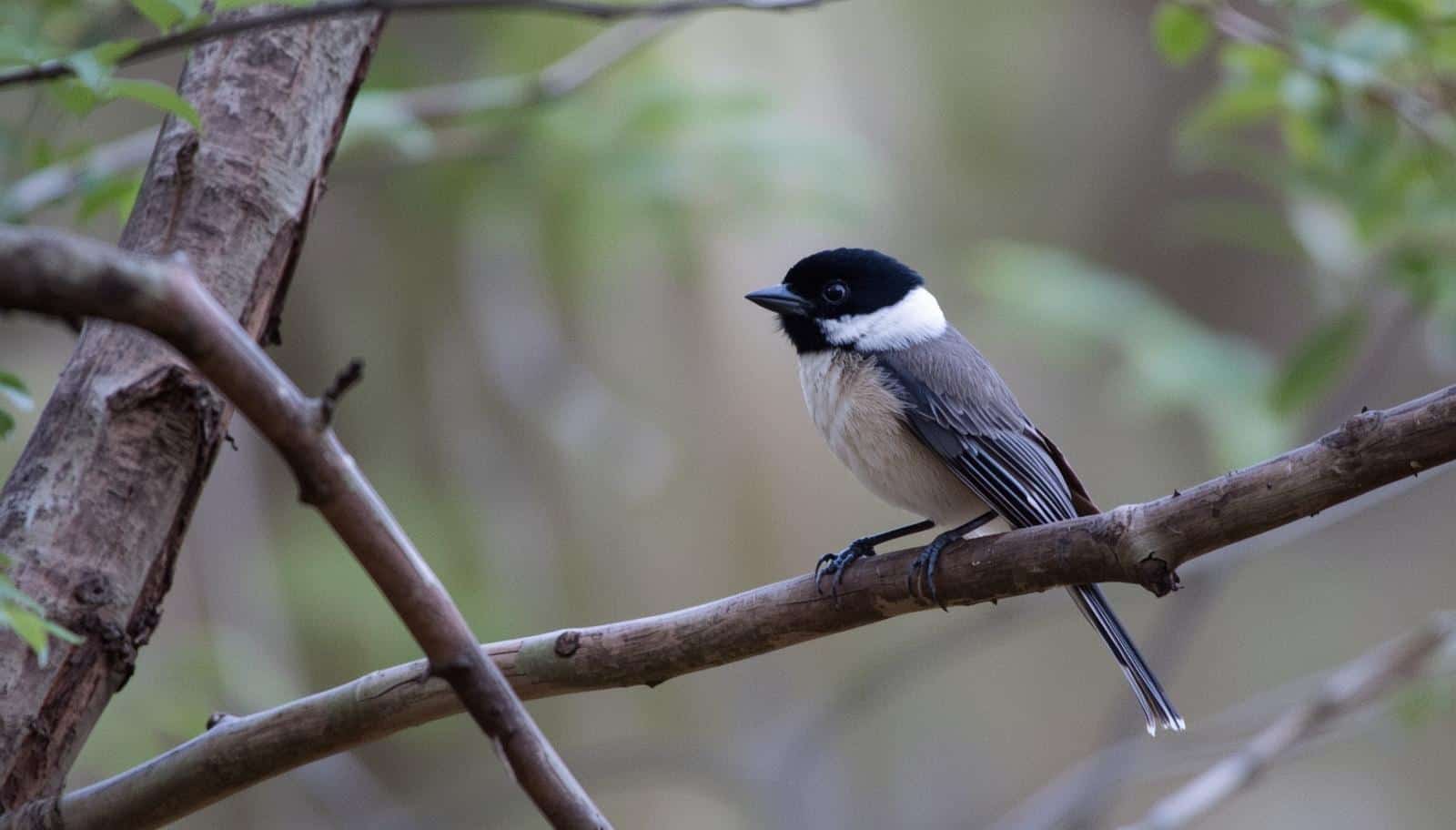 What is the Name of a Perching Bird