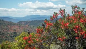 Why is Manzanita Good for Bird Perches