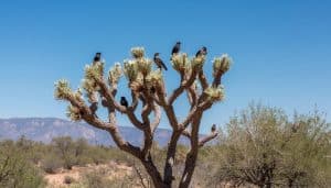 Why is Manzanita Good for Bird Perches