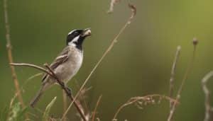 What Noise Does a Bell Bird Make