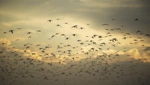 Which Birds Migrate Seasonally