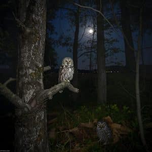 Realistic night photo of Eastern Screech Owl, Barred Owl, and Whip-poor-will in Northern NJ forest under moonlight