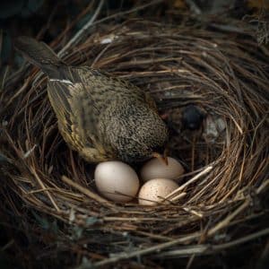 A female bird sits in a natural nest with eggs, preparing to lay another. The bird’s feathers are detailed and realistic, and the nest is made of twigs and leaves. Soft natural light highlights the textures of the eggs, feathers, and surrounding environment, showing a lifelike wildlife scene.