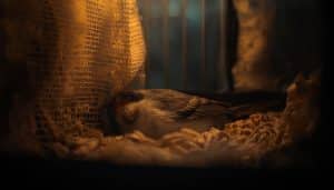 Can My Bird Sleep with Noise: Essential Tips for Peaceful Rest