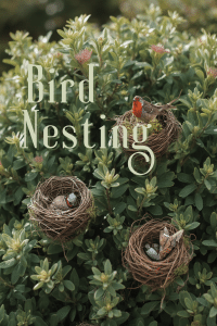 Bird Nesting Shrubs