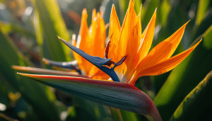 How Long Do Bird of Paradise Flowers Last (Best Ways to Extend Blooms)