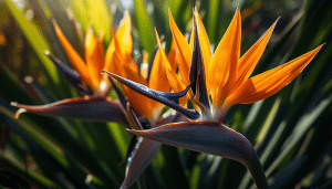 How Long Do Bird of Paradise Flowers Last (Best Ways to Extend Blooms)