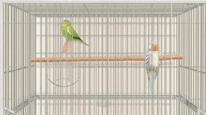 How to Place Perches in Bird Cage