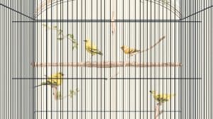 How to Place Perches in Bird Cage for Healthy Feet