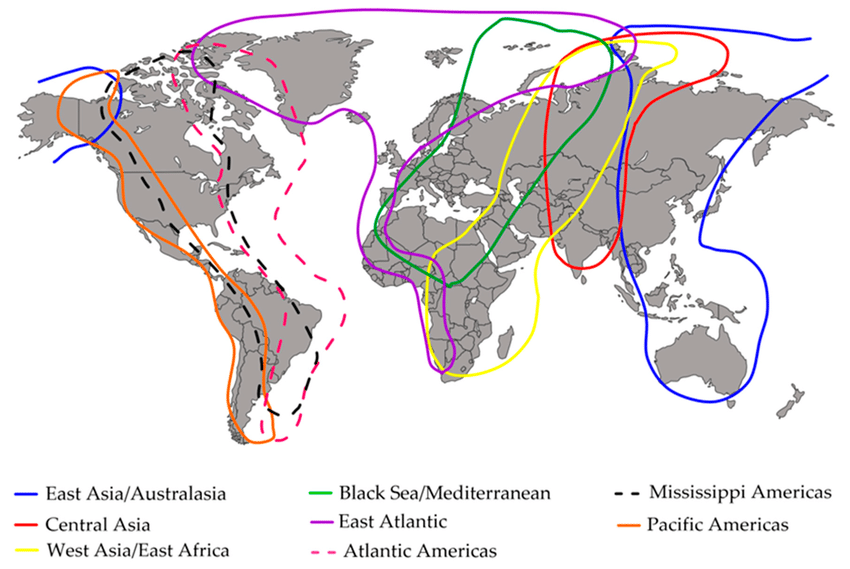 Bird Migration Charts: Powerful Visual Guide for Seasonal Tracking