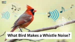 What Bird Makes a Whistle Noise
