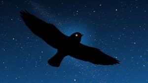 What Bird Flies at Night And Makes Noise? Surprising Answers