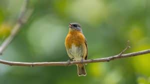 What Bird Makes a Whistle Noise
