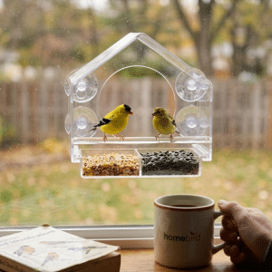 Best Window Bird Feeder Brands in 2026: A Complete Buyer's Guide